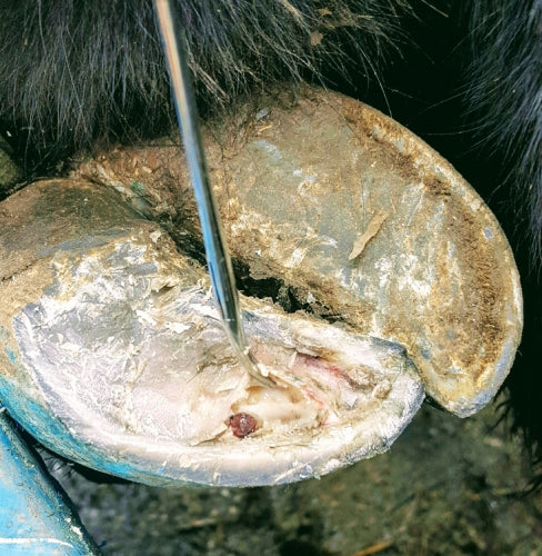 Cattle Hoof Care