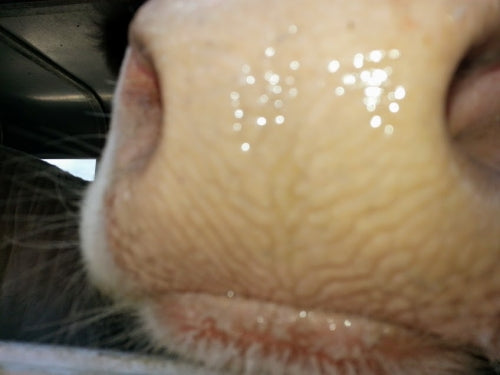 Calf Vaccines in Beef Cattle