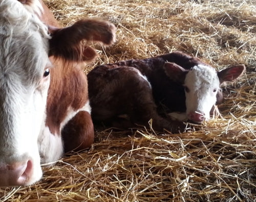 The Struggle is Real: Stage Two of Parturition