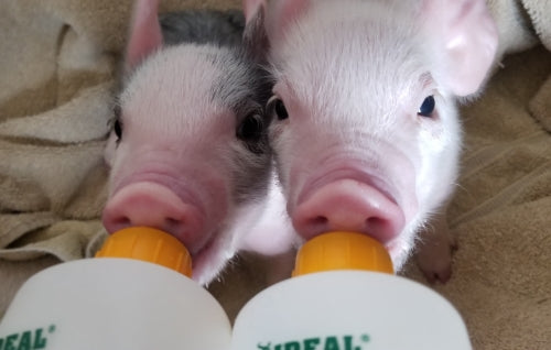 Managing At - Risk Piglets