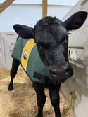 4-D AG Green and Gold Calf Jacket : Large