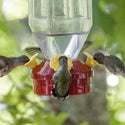 Perky Pet Hummingbird Lantern Feeder : 18oz