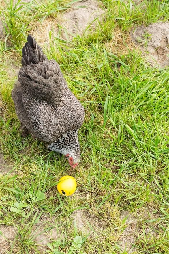 Lixit Chicken Toy Treat Ball : 6ct