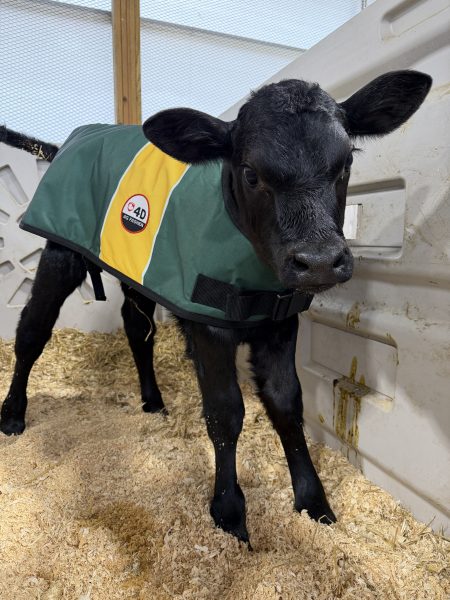 4-D AG Green and Gold Calf Jacket : Large
