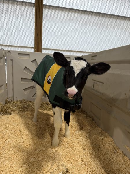 4-D AG Green and Gold Calf Jacket : Large