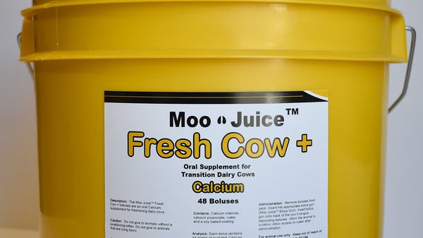 Moo  Juice Fresh Cow : 48ct