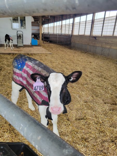 4-D AG USA Print Calf Jacket : Medium
