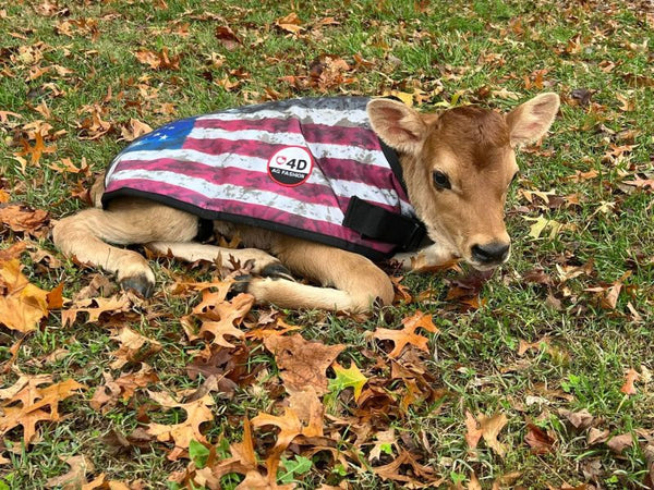 4-D AG USA Print Calf Jacket : Medium