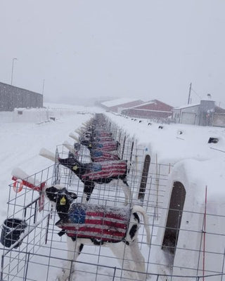 4-D AG USA Print Calf Jacket : Medium