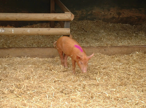 Quik Shot Spray Inverted Tip 16oz : Fluorescent Pink 12ct