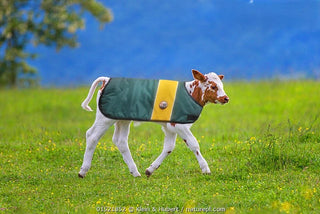 4-D AG Green and Gold Calf Jacket : Large