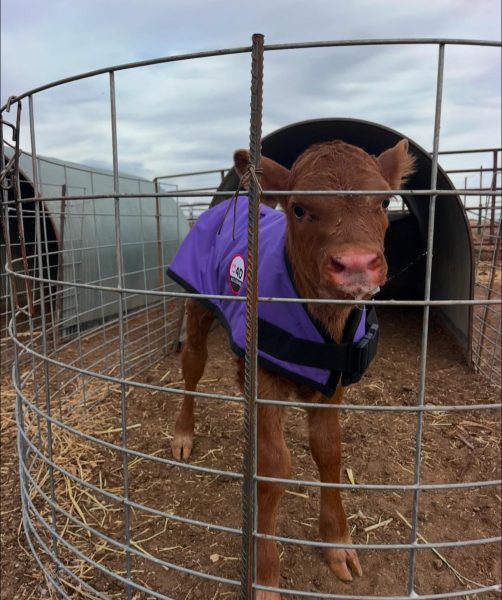 4-D AG Purple Calf Jacket : Small