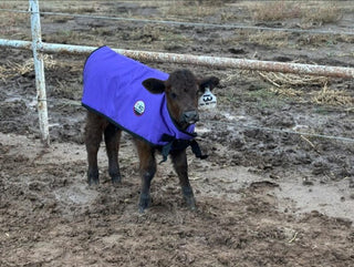 4-D AG Purple Calf Jacket : Small