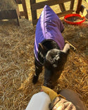 4-D AG Purple Calf Jacket : Small