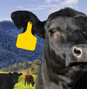 Z Tag Red No Snag Cow ID Numbered Tags 151 - 175 : Pack of 25