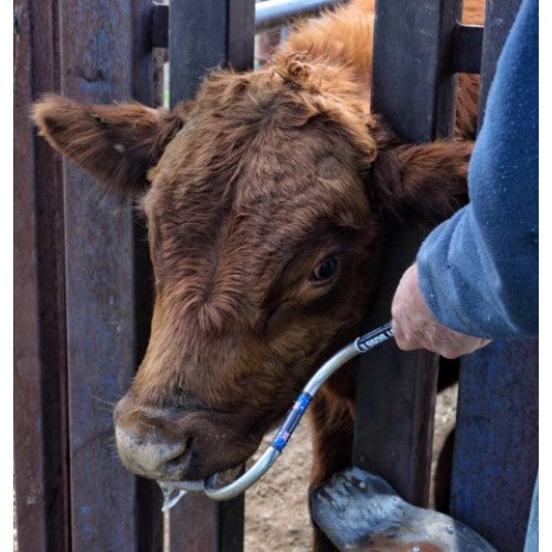 Easy Boss E Distraction Tool & Oral Drench Combo