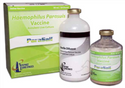 Parasail Haemophilus Parasuis Vaccine : 100ds