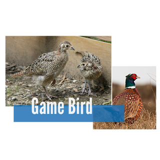 Big Gain 28% Gamebird Starter XGR 7980 : 50lb