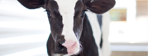 Gen III ORS Electrolyte : 31.25lb