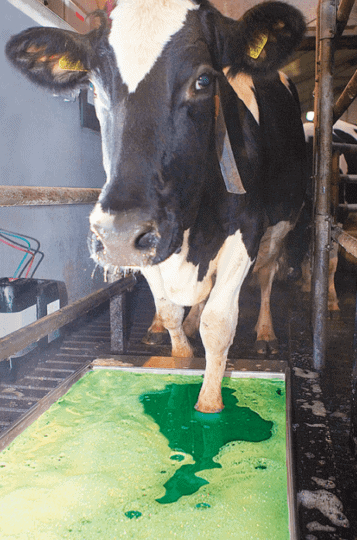 Healmax Footbath Concentrate : 5 Gal