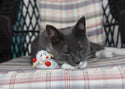 Lamb Chop Cat Toy : 4 inches