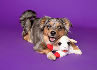 Lamb Chop Dog Toy : 6 inches
