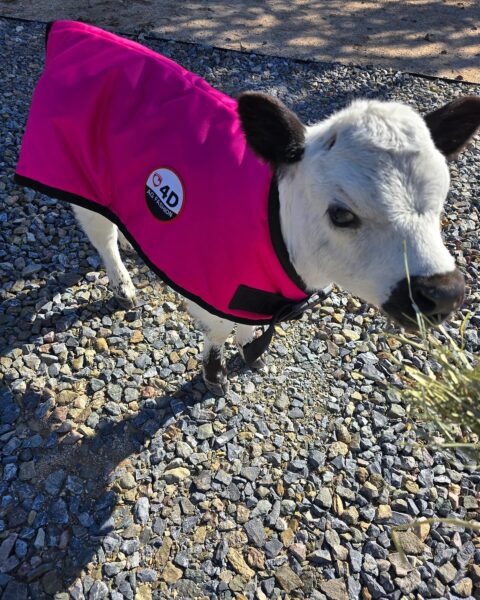 4-D AG Pink Calf Jacket : Large