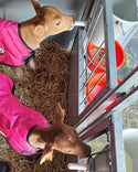 4-D AG Pink Calf Jacket : Large