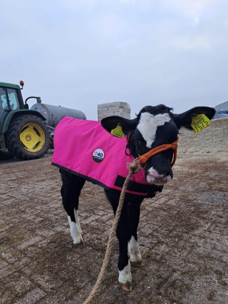 4-D AG Pink Calf Jacket : Large