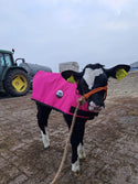4-D AG Pink Calf Jacket : Large