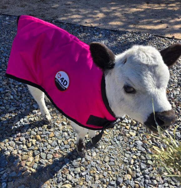 4-D AG Pink Calf Jacket :Small