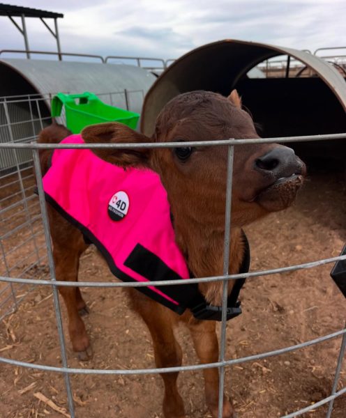 4-D AG Pink Calf Jacket : Large