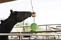 Jolly Stall Snack with Apple Ball