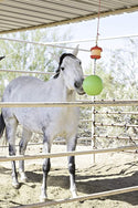 Jolly Stall Snack with Apple Ball