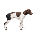 Caldera Pet Therapy Wrap w/Gel Pack-Hip : Medium