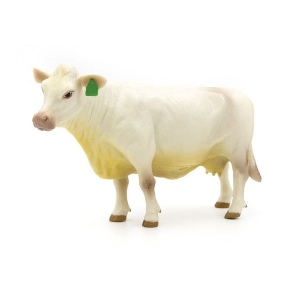 Little Buster Charolais Cow