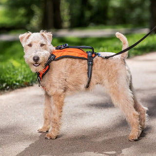 Petsafe Walk Along Harness Orange : Small