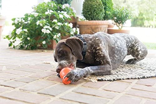 Petsafe Sportsman Squeak and Treat Booya Medium