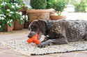 Petsafe Sportsman Squeak and Treat Troog Medium